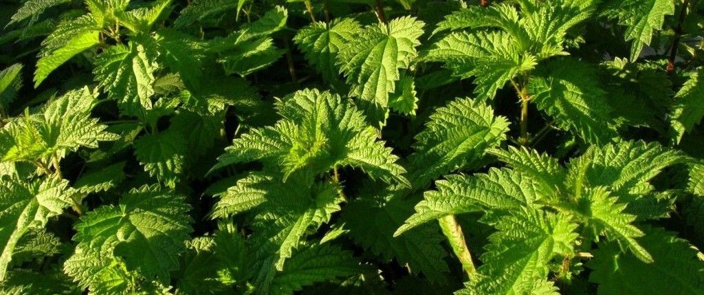 Stinging nettle / Urtica dioica is a versatile early spring wild plant that is great for ladybirds & butterflies, can be made into some tasty dishes and can be used to make a fertile liquid manure.