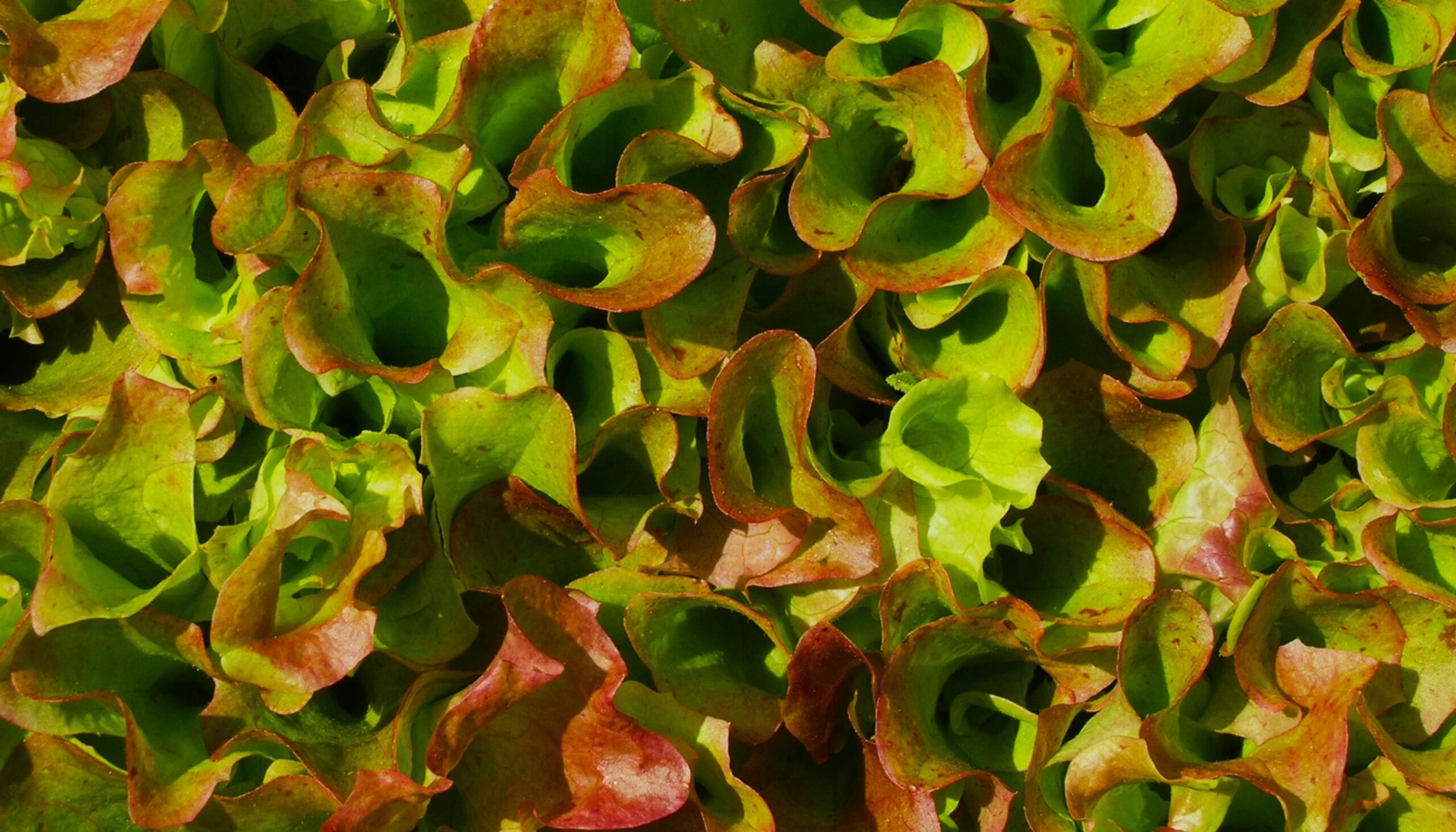 Carpet of pretty red oak lettuce seedlings
