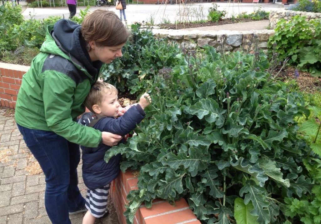 Parent & child harvest some broccoli
